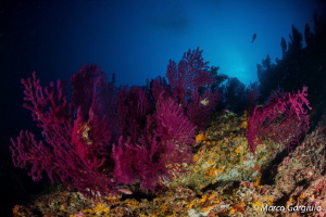 Paramuricea Clavata, Scoglio del Vervece by Marco Gargiulo 